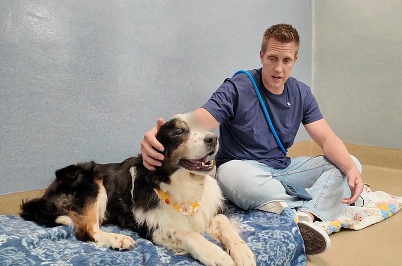 Sitting with dogs 93 - Cassie